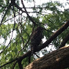 Red-shouldered Hawk