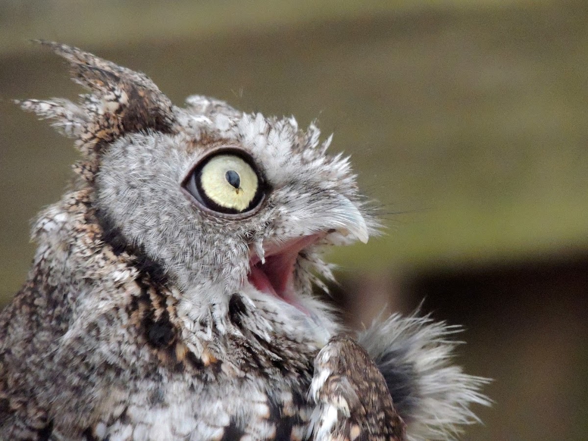 Eastern screech owl (gray phase)