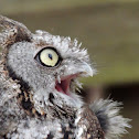 Eastern screech owl (gray phase)