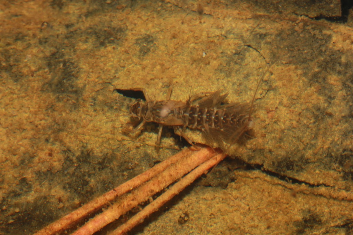 Mayfly larva