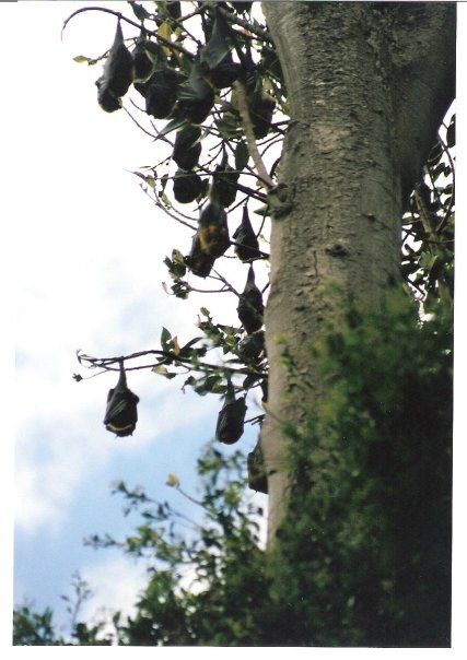 Fruit Bat (Megabat)