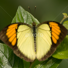 Yellow Orange Tip by Sankar Singha - Animals Insects & Spiders