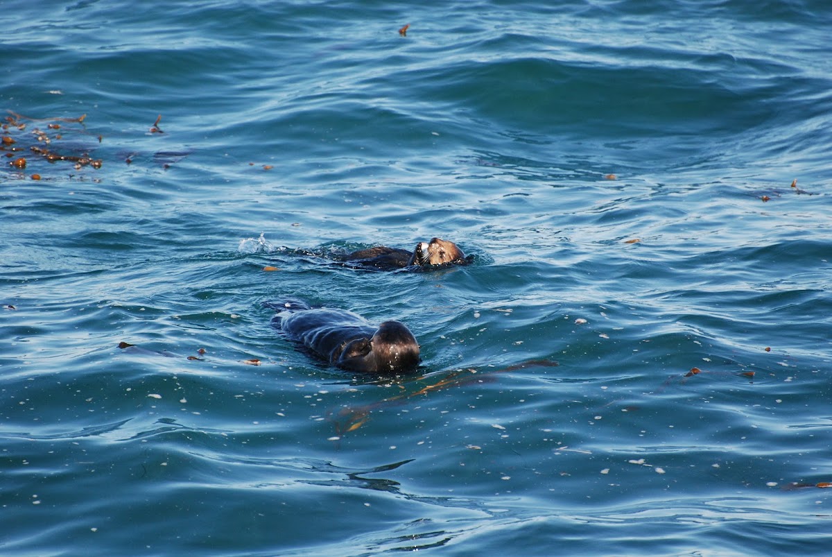 Sea Otter