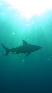 Real Sharks HD Live Wallpaper Screen 3