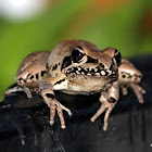 Stoney Creek Frog