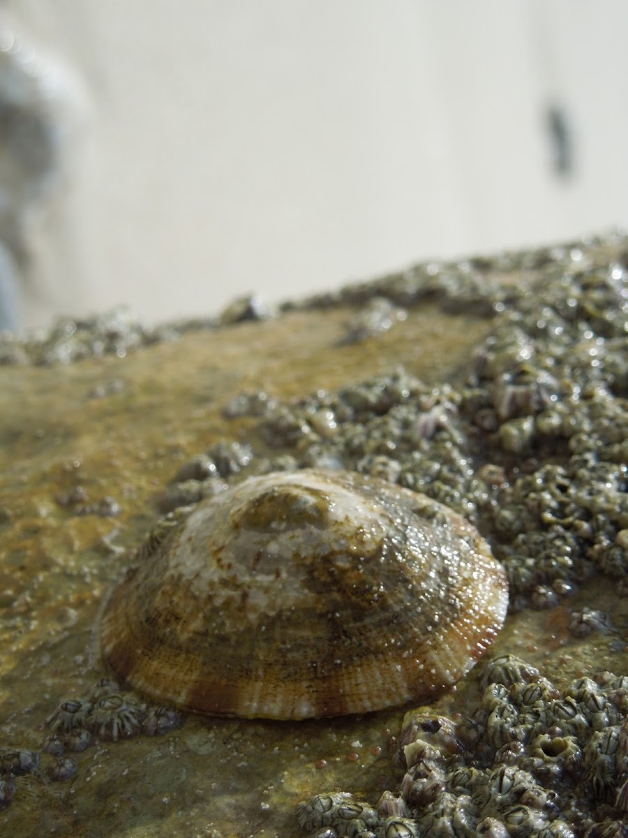 Limpet Shell (?)