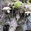 long-stemmed oyster mushroom