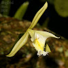 Night-blooming Orchid