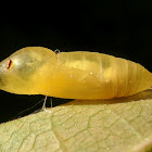 Cocoon (parasitized by wasp)