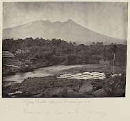 Rijstvelden bij Batoe Toelis - Buitenzorg