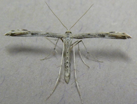 Ambrosia Plume Moth