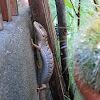 Alligator Lizard