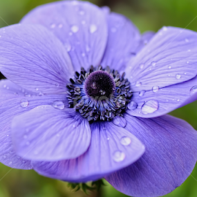 Anemone by Marilyn O'Loughlin - Flowers Single Flower