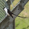 Fork-tailed Flycatcher (Tesourinha)