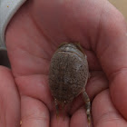 Mole crab/Sea louse