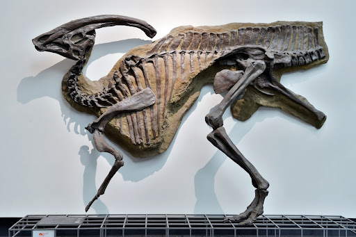 dinosaur on google
