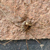 Unknown Spider