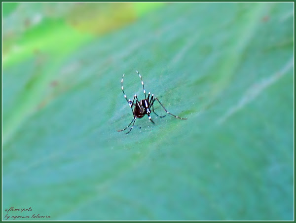 Asian Tiger Mosquito | Project Noah