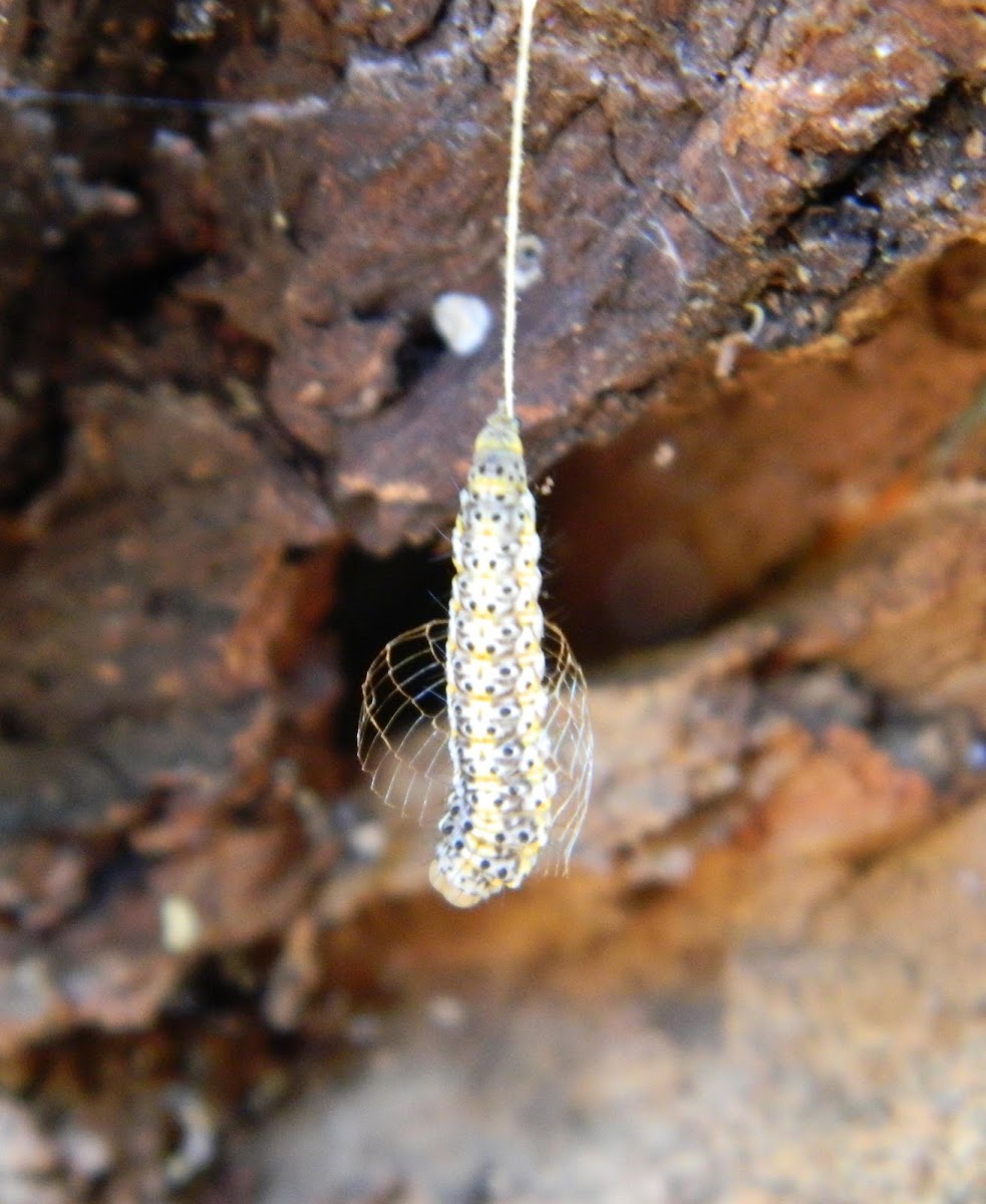 Bumelia Webworm Moth