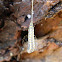 Bumelia Webworm Moth
