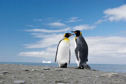 Antarctica-South-Georgia-King-Penguins - Two king penguins — the second largest species of penguin — are photographed during a G Adventures expedition of South Georgia, Antarctica.