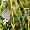Grey Buttefly