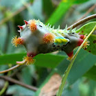 Cupmoth caterpillar