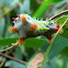 Cupmoth caterpillar