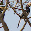 Malabar Pied Hornbill