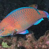 Regal parrotfish