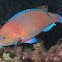 Regal parrotfish