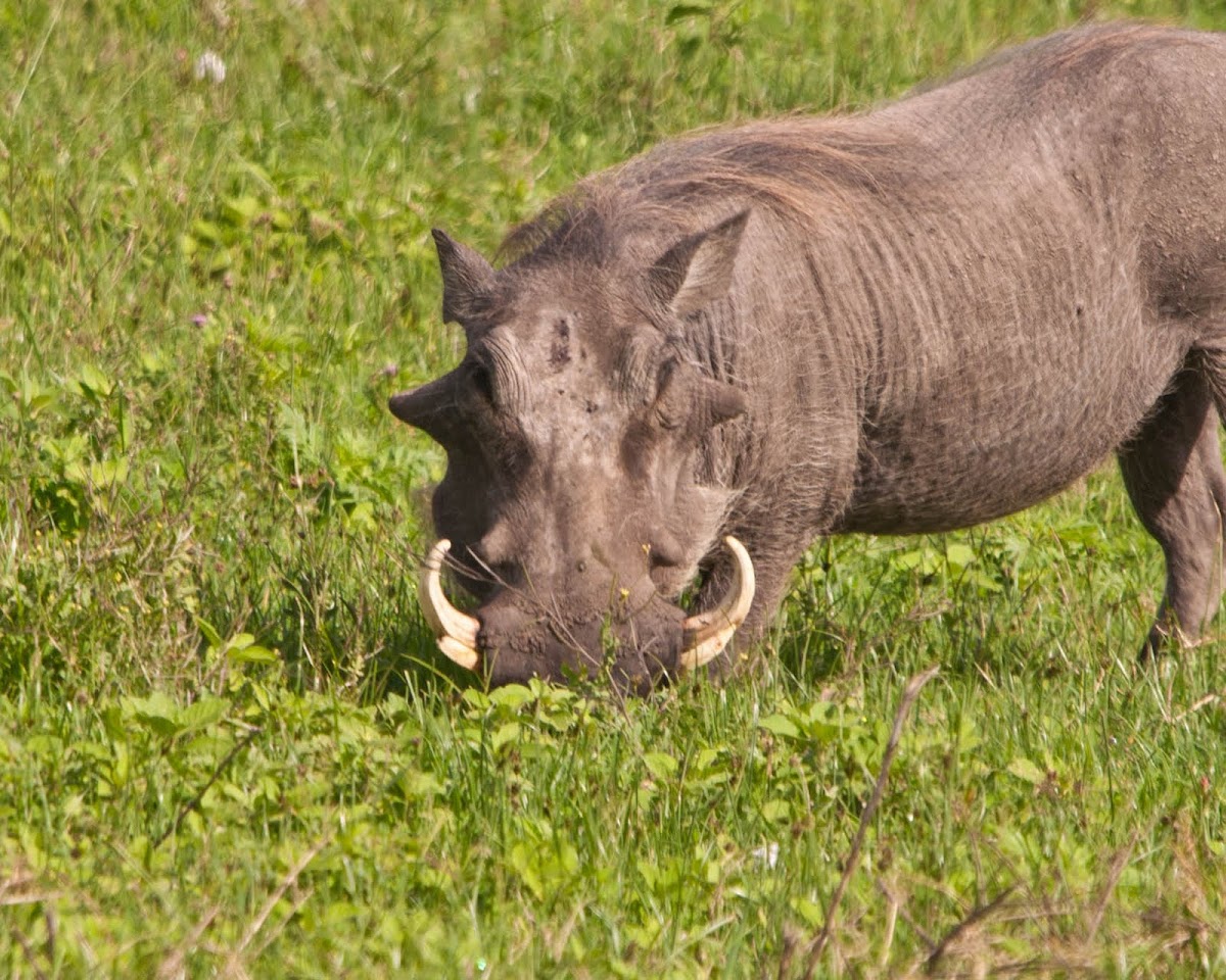 Warthog (w/piglet)
