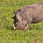 Warthog (w/piglet)