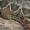 Eastern diamondback rattlesnake