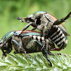 Japanese Beetles (mating)
