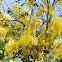 Golden Shower Tree