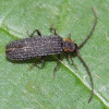 Sculptured Net-wing Beetle