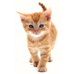 X Domesticated Animals Korean 1.1.1