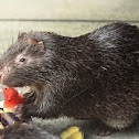 Palawan Porcupine