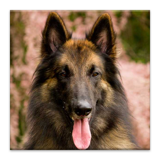 Belgian Shepherd Dog LOGO-APP點子