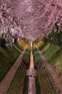 How to install Japanese cherry Wallpapers HD lastet apk for bluestacks