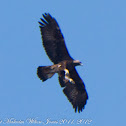 Golden Eagle; Aguila Real