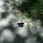 Red-spotted purple