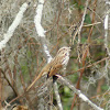 Song Sparrow