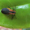Net-wing Beetle