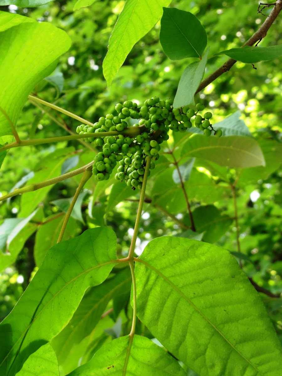 Eastern Poison Ivy (with fruit)