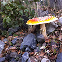 Toadstool, Fly Agaric