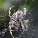 European Garden Spider