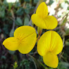 Bird'sfoot trefoil