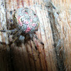 Marbled orbweaver